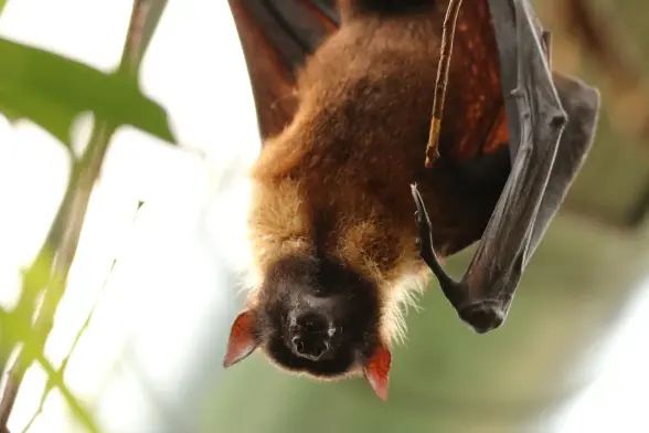 A flying fox bat looking comfy hanging from a branch.