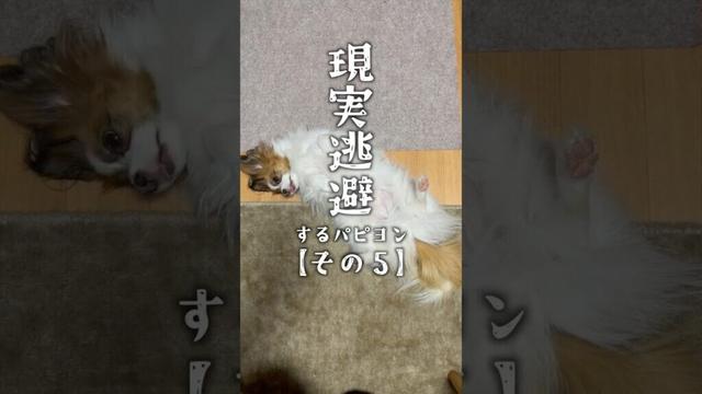 現実逃避シリーズ５　 #パピヨン #papillon #可愛い　#子犬お迎え