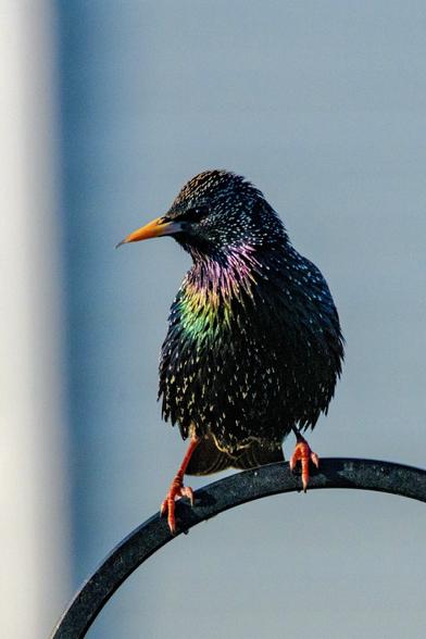 A very colorful and iridescent bird perched on a shepherds hook