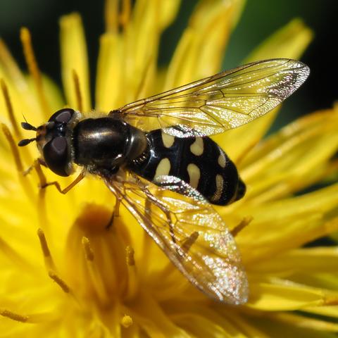 This hoverfly is predominantly shiny piano black but has paired custard yellow apostrophe marks on the abdomen, which don't quite meet