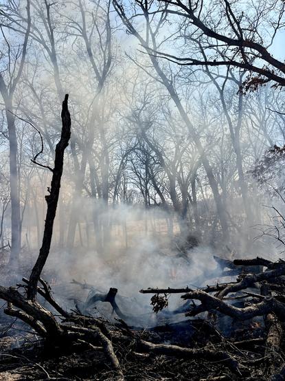 Smoke rises from downed branches on the forest floor. To the left, a small tree snag is silhouetted against the smoke. Dark tree branches and trunks cross-cross a light blue sky.