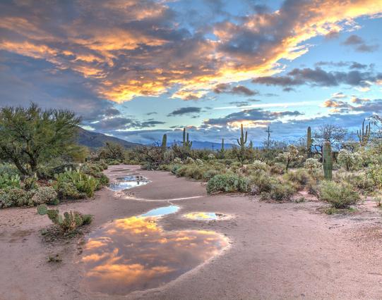 desert scene