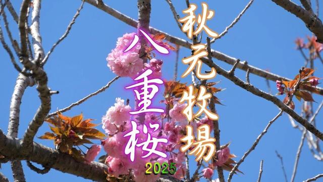 秋元牧場の八重桜2025