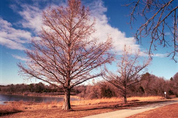 Two Bald Cypresses side by side, still sporting their winter russet. The one on the left is taller but this is not due to the vanishing point perspective.