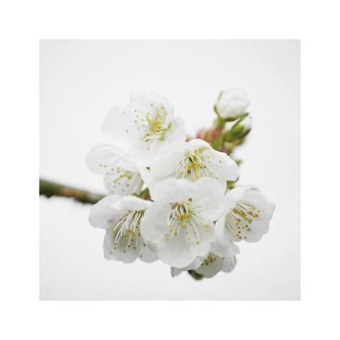 detail of some high key white cherry tree blossoms in front of a white background