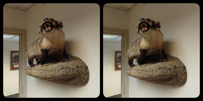 Some sort of weasel-y creature, taxidermied and standing on a rock mounted to the wall on our right. Badger, I think. What do I know? He's snarling or howling or something. He looks like a nasty piece of work; all claws and fangs. Thank ghod he's dead.