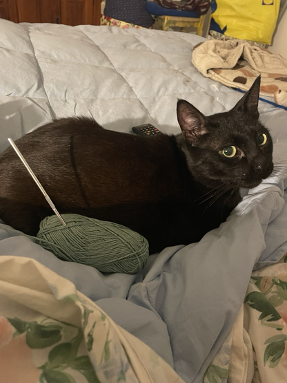 Gatto nero che sta vicino un gomitolo di lana ed uncinetto