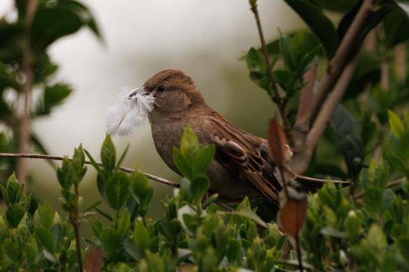 A small drab brown bird holds a big, pure white down feather amongst branches and green leaves.