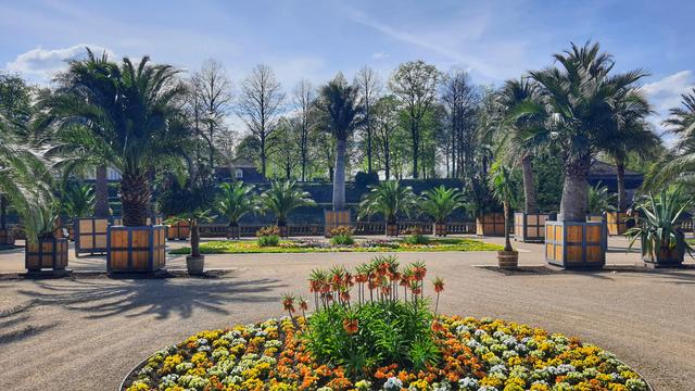 Im Palmengarten Bad Pyrmont mit Blick in Richtung Schlossinsel. Im Vordergrund eine kreisrunde Blumeninsel mit Kaiserkronen. Dahinter mehrere Palmen in Kübeln. In der Bildmitte steht die größte und älteste Palme, die "Leo" genannt wird. Der Name "Leo" hat mit der botanischen Art zu tun. Später hat sich allerdings herausgestellt, dass diese Palme nicht der zunächst gedachten Art angehört.