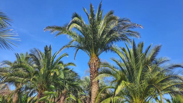 Im Palmengarten Bad Pyrmont. Einige Palmem unter einem blauen Himmel.