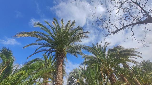 Im Palmengarten Bad Pyrmont. Einige Palmen von unten gegen einen blauen Himmel mit einigen Wolken fotografiert.