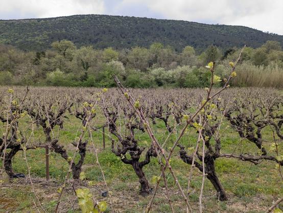 Unpruned vineyard with shoots at around one separated leaf. The rows run across the photo and trees and hills are in the background.