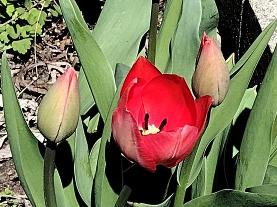 A bright red tulip blossom flanked on either side by large flower buds about to burst.