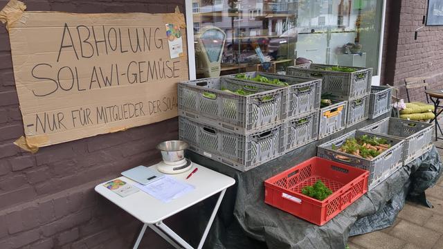 SoLaWi Köln Kisten mit Möhren, Lauch, Rettich, Spinat, Petersilie, Salat und Stielmus.