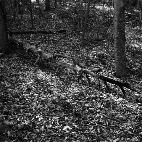 A weathered trunk of a long-fallen tree in the woods