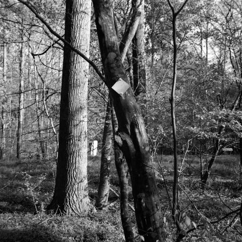 A leaning tree with a white blaze, indicating that I was in fact not lost