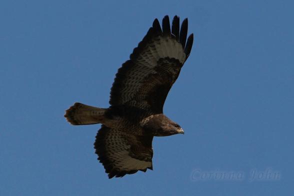 Ein Mäusebussard fliegt mit ausgebreiteten Flügeln vor blauem Himmel.