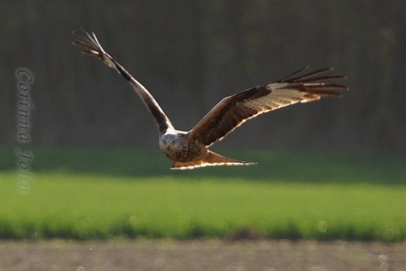 Ein Greifvogel fliegt knapp über dem Boden auf die Kamera zu.  Sonnenlicht von oben glüht in Schwanz- und Flügelkante.