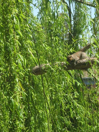 squirrel napping on a tree branch covered in long narrow green leaves blowing in the wind