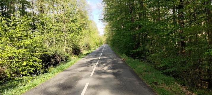 Une belle petite route en milieu d'une forêt