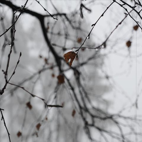 This image shows bare tree branches with a few remaining brown leaves. There are water droplets on the branches, suggesting it's either raining or recently rained. The background is blurred, creating a soft, moody atmosphere.