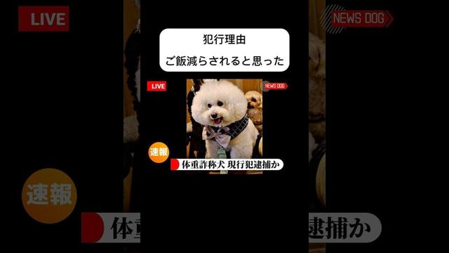 体重詐称犬 現行犯逮捕か #ビションフリーゼ #bichonfrise #モフモフ #ダイエット不可避 #って思いながらつい食べちゃう