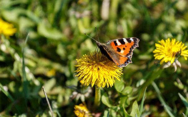A small tortoiseshell (Aglais urticae)  feeding on a common dandelion (Taraxacum officinale).