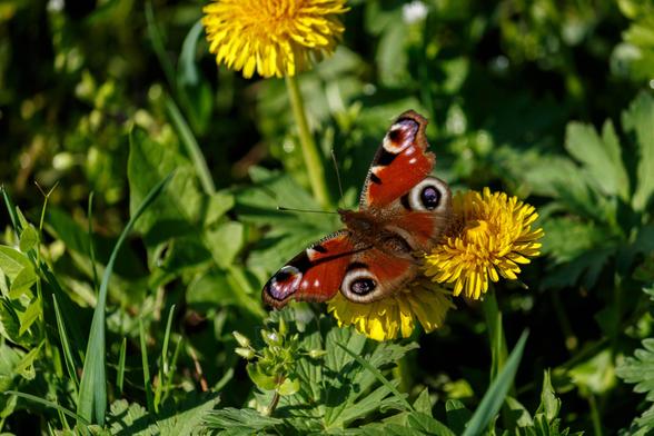 A peacock (Aglais io) feeding on a common dandelion (Taraxacum officinale).