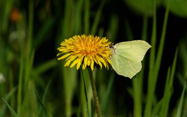 A common brimstone (Gonepteryx rhamni)  feeding on a common dandelion (Taraxacum officinale).