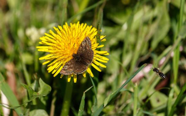 A dingy skipper (Erynnis tages)  feeding on a common dandelion (Taraxacum officinale).
