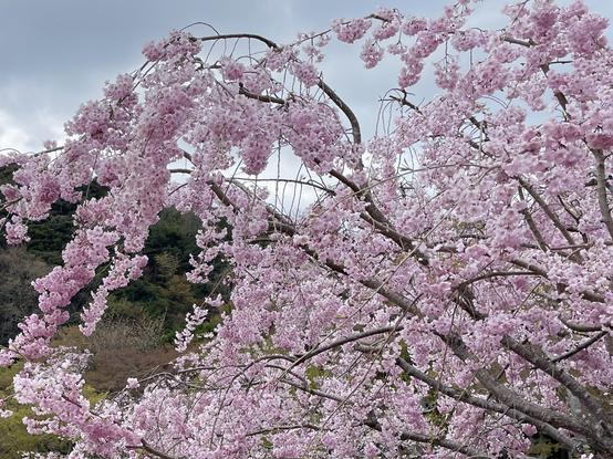 Our timing of mid-April was lucky with weeping sakura blooming all over the mountainside, whereas sakura season is mostly over elsewhere in western and central Japan