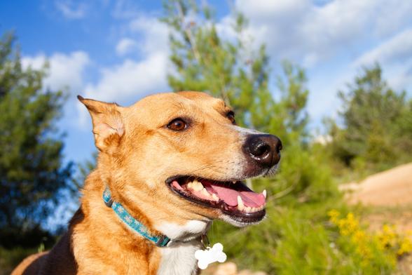 Dog