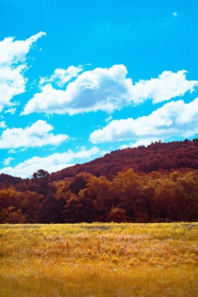 Some wild wildflowers growing in a median. The photo turns grass golden by a filter that allows some infrared light. The trees are a golden browns and the sky is rich with blue around high contrast clouds.
