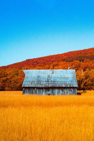 A gray blue barn in the middle of a field of golden longrass stained by infrared light. Behind a sunburned hill ascends into a blank blue sky.