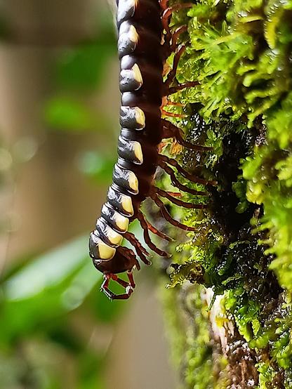 picture of the head and first couple of body segments of a millipede  on a moss-covered tree trunk