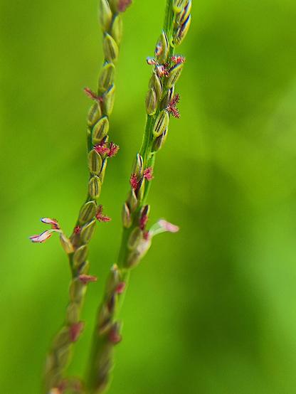 Detail of two branches of a grass inflorescence
