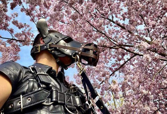 The image captures the beautiful juxtaposition of dark and light, structure and nature. A person wearing an elaborate black leather horse hood stands beneath a canopy of lush cherry blossoms in full bloom. The intricate hood features a distinctive equine shape with a long muzzle, ears pointed upward, and carefully crafted leather straps creating a caged design around the face area. 

The craftsmanship of the leather work is evident in the multiple buckles, rivets, and precisely aligned straps that form the hood. A metal D-ring attachment is visible with a black lead extending from it. The wearer is dressed in matching black leather harness gear visible at the shoulders, with multiple straps and silver hardware details catching the light.

Behind this striking figure, delicate pink cherry blossoms create a breathtaking natural backdrop, their countless petals creating a soft cloud-like effect against the vibrant blue sky. The contrast between the structured, dark leather and the ethereal, pink blossoms creates a compelling visual harmony between manufactured artistry and natural beauty.

Sunlight filters through the cherry blossoms, creating gentle patterns of light and highlighting both the glossy texture of the leather and the delicate transparency of the flower petals. The upward angle of the photograph emphasizes the immersive experience of standing beneath cherry trees in full bloom while also showcasing the detailed craftsmanship of the leather hood.