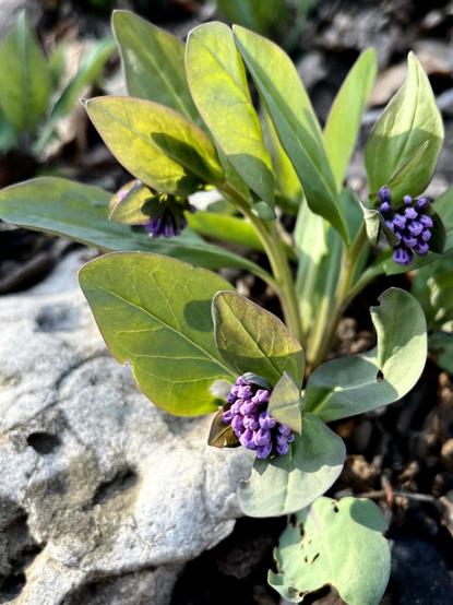 Purple bluebell flower buds about to burst surrounded by bright green leaves. To the left, a chunk of white-ish limestone with holes (vugs) in it.