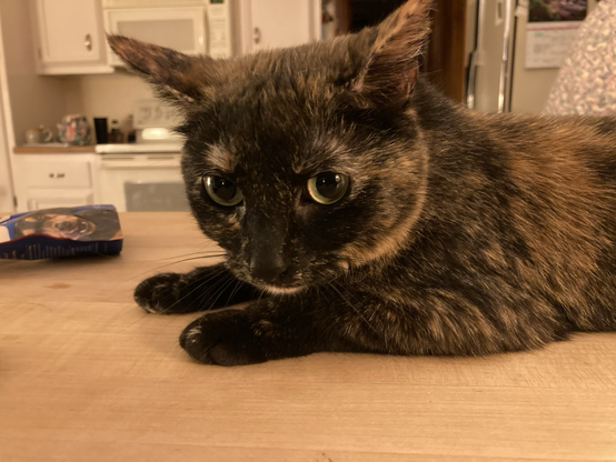 A small tortie cat is lying on the kitchen counter. She has no fucks to give.