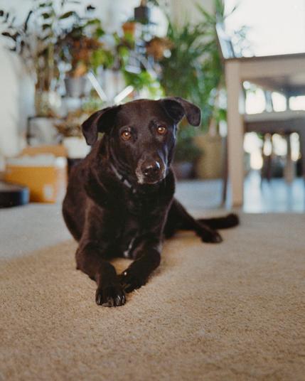 black dog with warm brown eyes lies on a beige carpet in a cozy, sunlit room. The dog is looking at the camera with a calm, slightly serious expression. In the background, there are houseplants, a dining area, and soft clutter that adds to the homey feel.