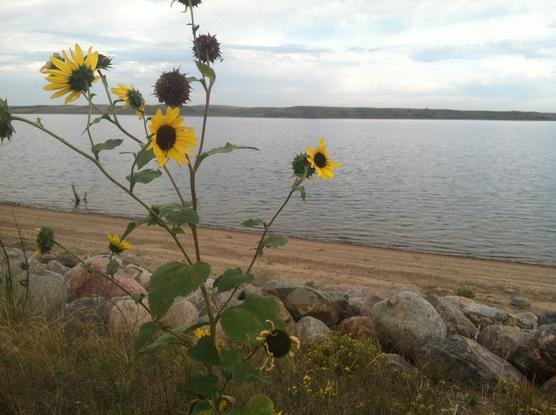 Wildflowers along the banks of the Missouri River in northern South Dakota.