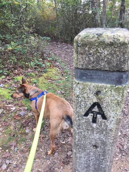 A dog on a leash on the Appalachian Trail.