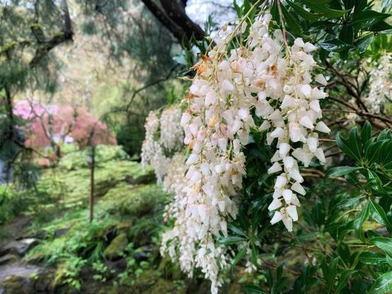 White blooms, Spring Garden, Burchart Gardens