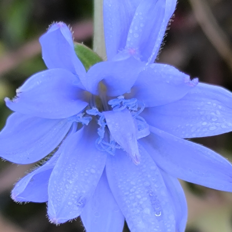 Blaue Blüte.