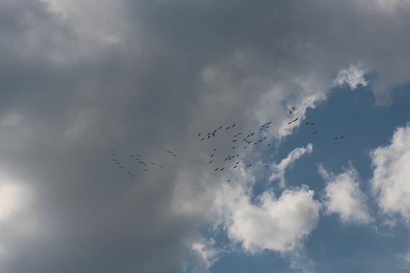 Sky with big clouds and the cranes flying over.