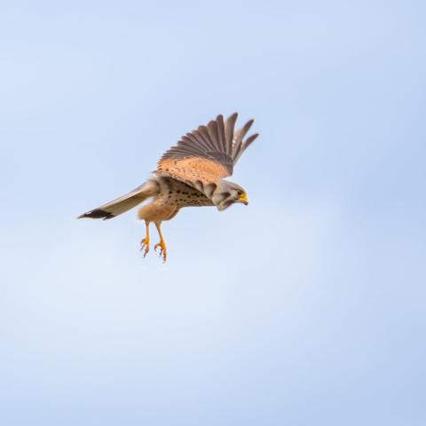 𝗣𝗶𝗰𝘁𝘂𝗿𝗲 𝗗𝗲𝘀𝗰𝗿𝗶𝗽𝘁𝗶𝗼𝗻 (𝗘𝗻𝗴): Male Common Kestrel in full flight. It looks like it has just taken off because although its wings are extended, it has not yet retracted its legs.

𝗗𝗲𝘀𝗰𝗿𝗶𝗽𝗰𝗶𝗼́𝗻 (𝗘𝘀𝗽): Macho de Cernícalo Vulgar en pleno vuelo, se ve que acaba de despegar porque si bien tiene las alas extendidas, aún no ha recogido las patas.