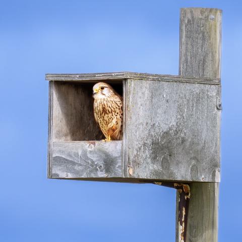 𝗣𝗶𝗰𝘁𝘂𝗿𝗲 𝗗𝗲𝘀𝗰𝗿𝗶𝗽𝘁𝗶𝗼𝗻 (𝗘𝗻𝗴): Female Common Kestrel in a nest box observing its surroundings.

𝗗𝗲𝘀𝗰𝗿𝗶𝗽𝗰𝗶𝗼́𝗻 (𝗘𝘀𝗽): Hembra de Cernícalo Vulgar en una caja nido observando su entorno.