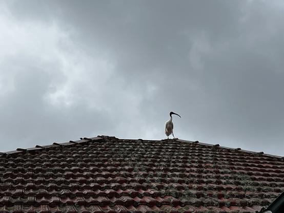 An Ibis on the roof of a federation-style house in Australia