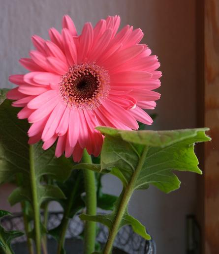 eine rosa Blüte einer Gerberapflanze am Fenster vor weißer Wandung