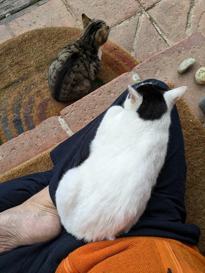 eine kleine fast weiße Katze liegt auf einem untergeschlagenen Bein und ein weißgetigerte kleine Katze liegt davor auf dem Fußabstreifer